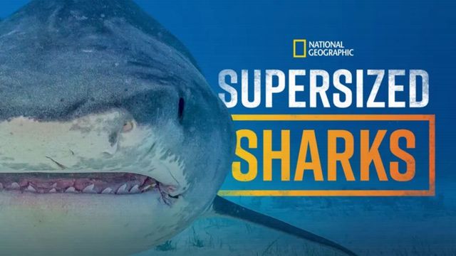 Supersized Sharks Backdrop