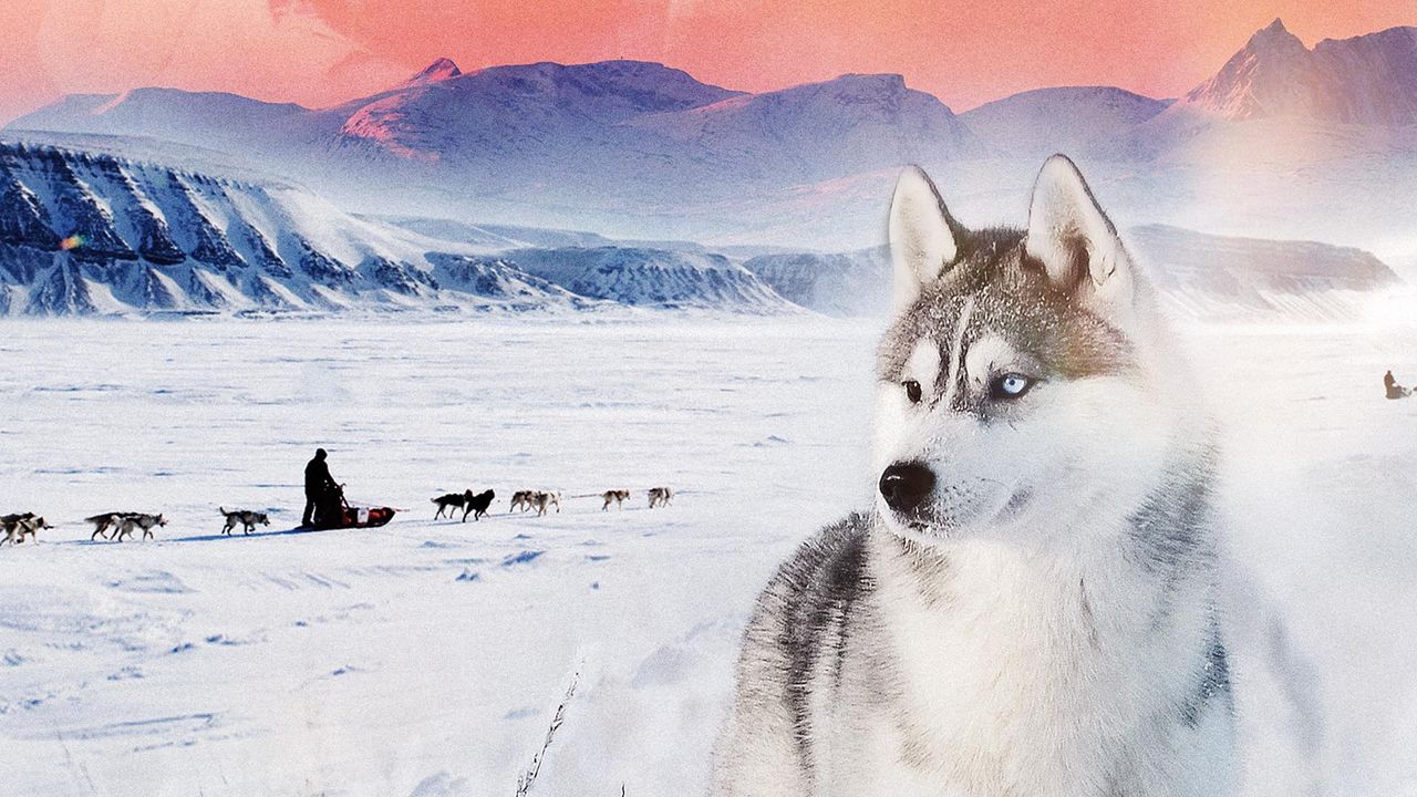 Nicht heulen, Husky (2000): Where to Watch and Stream Online | Reelgood