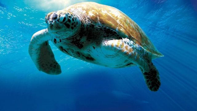 Turtle: The Incredible Journey Backdrop