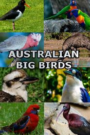  Australian Big Birds Poster