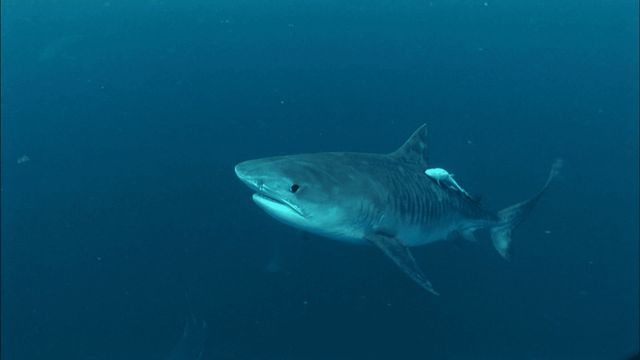 21st Century Shark Backdrop