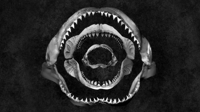 Shark Eat Shark Backdrop