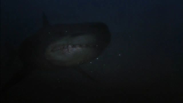 Shark Hunter Backdrop