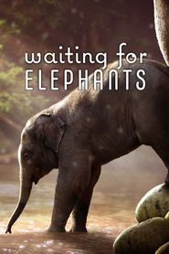  Waiting for Elephants Poster