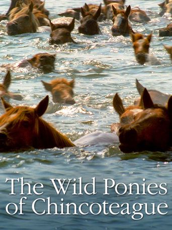  The Wild Ponies of Chincoteague Poster