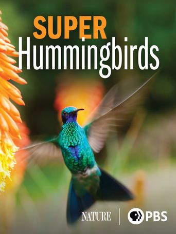  Super Hummingbirds Poster