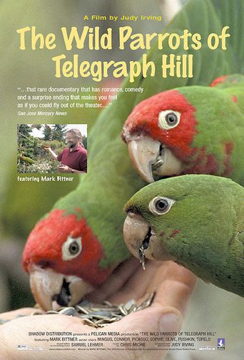  The Wild Parrots of Telegraph Hill Poster