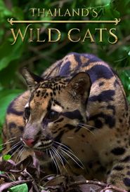 Thailand's Wild Cats Poster