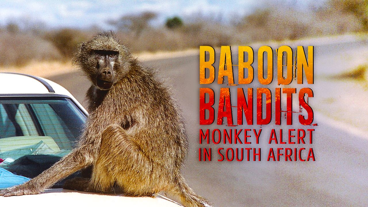 Baboon Bandits: Monkey Alert in South Africa Backdrop