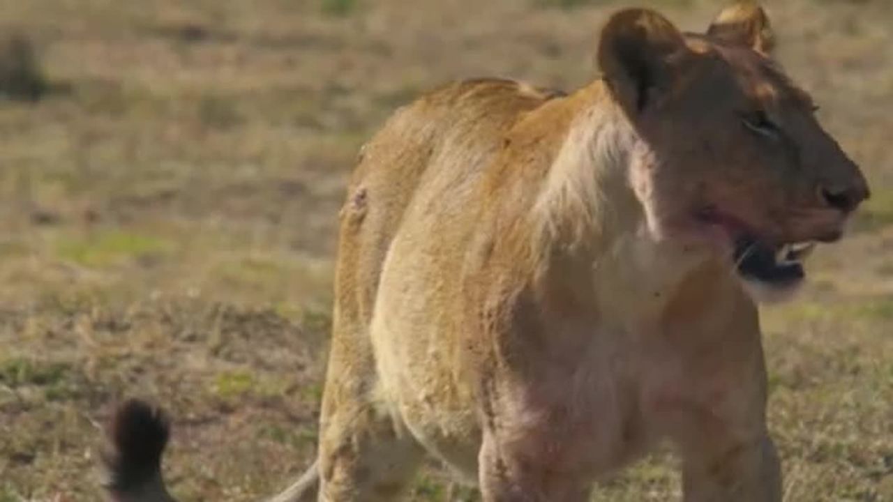 Battle Royale: Lions and Hyenas (2015): Where to Watch and Stream