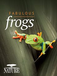 Fabulous Frogs Poster