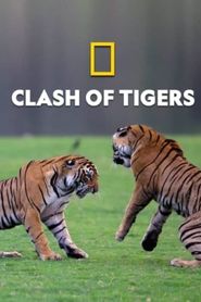  Clash of Tigers Poster