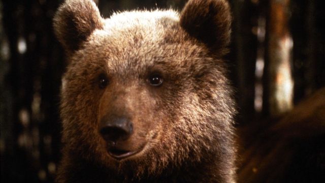 The Bear Backdrop