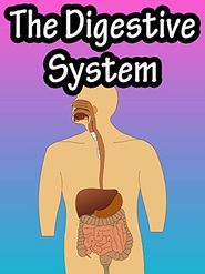  Digestive System Poster