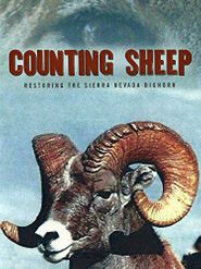  Counting Sheep Poster