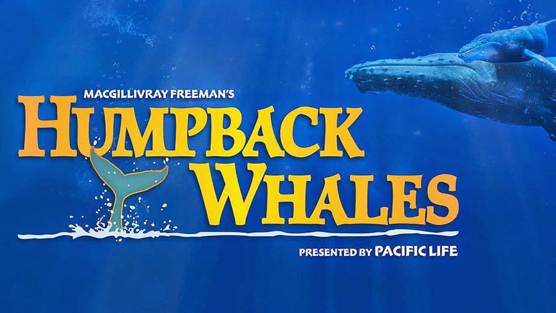 Humpback Whales Backdrop