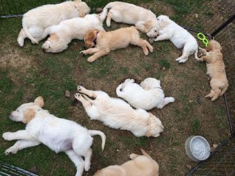  Secret Life of Puppies Poster