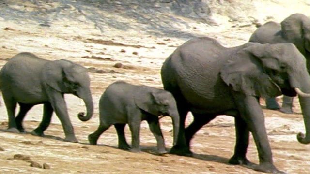 The Elephant's Empire: Where to Watch and Stream Online | Reelgood