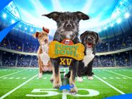  Puppy Bowl XV Poster