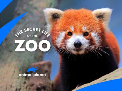 The Secret Life of the Zoo - Watch Episodes on Philo, fuboTV, Discovery+, Animal  Planet, DIRECTV STREAM, TVision, and Streaming Online | Reelgood
