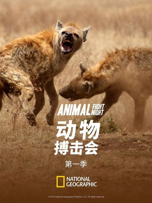 Animal Fight Night Season 1: Where To Watch Every Episode | Reelgood