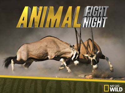 Animal Fight Night - Watch Episodes on Disney+, fuboTV, NatGeo, ABC,  DIRECTV STREAM, NatGeo, and Streaming Online | Reelgood