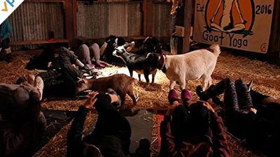 Season 01, Episode 24 Goat Yoga
