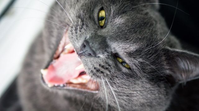 Psycho Kitty Backdrop