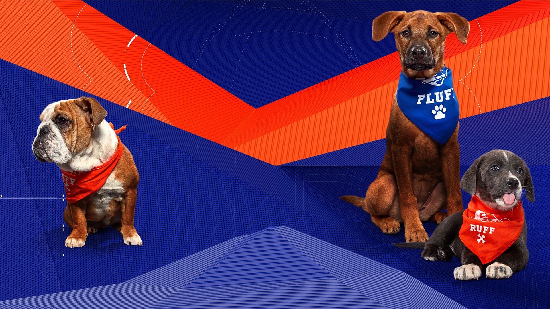 Puppy Bowl XVI Presents The Best of Kitty Halftime Season 1 Where To