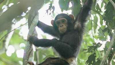Season 08, Episode 11 Gabon’s Primates