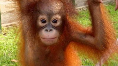 Season 03, Episode 11 Orangutan Orphans