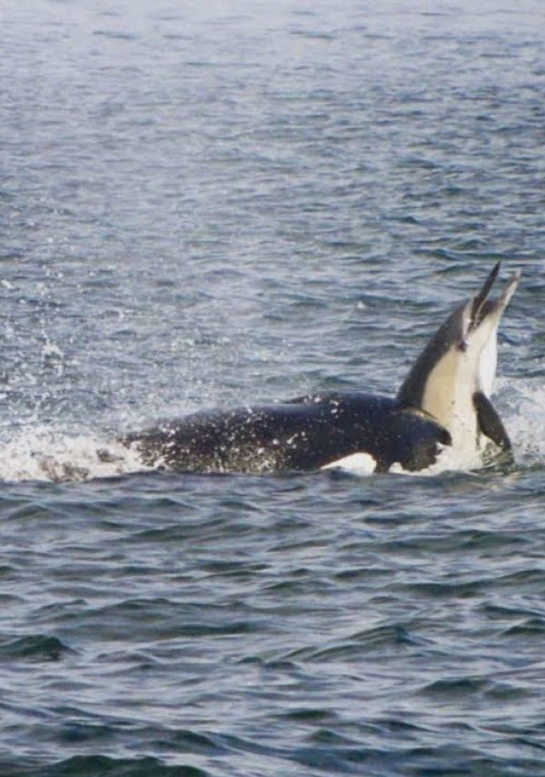 Killer Whales: The Mega Hunt