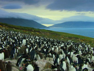 Season 02, Episode 05 Falkland Islands: Penguin Paradise