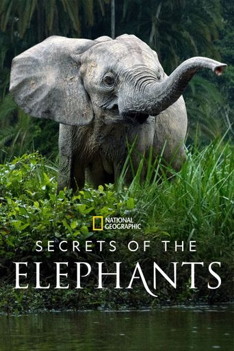  Secrets of the Elephants Poster
