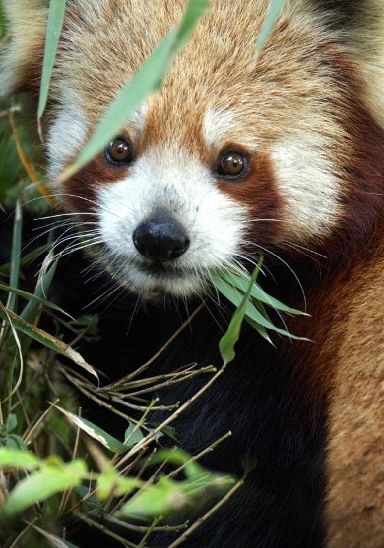 Mysterious Wilds of India