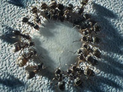 Planet Insect: Where to Watch and Stream Online | Reelgood