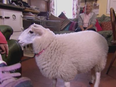 Season 02, Episode 24 Sheep Dog Sheep