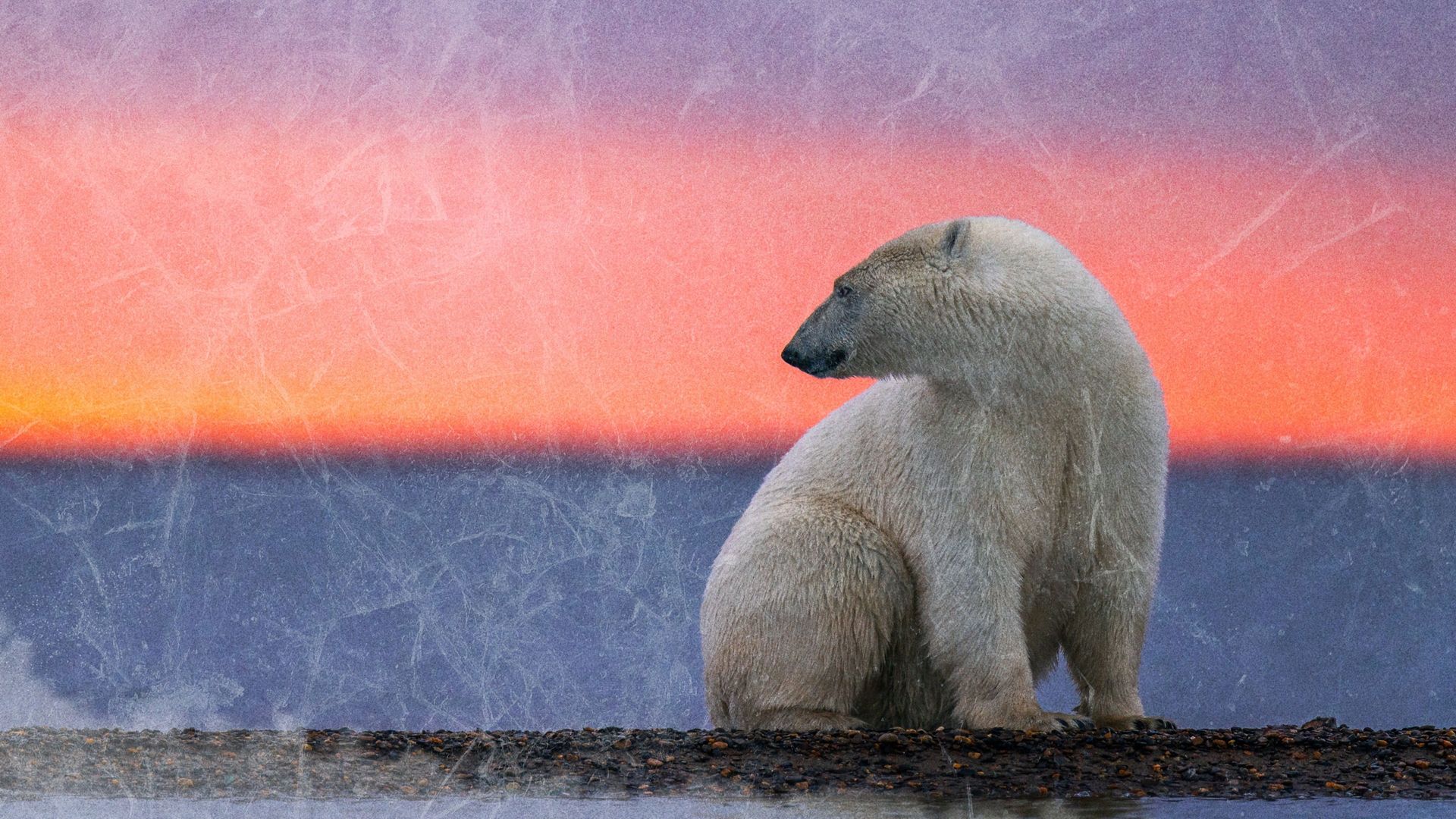 Kingdom of the Polar Bears Backdrop