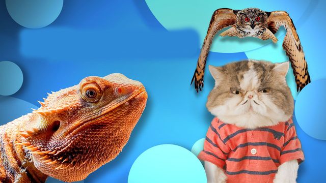Awesome Animals Backdrop