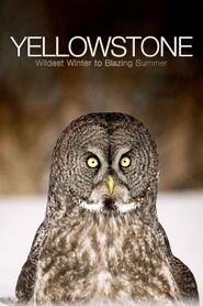  Yellowstone: Wildest Winter to Blazing Summer Poster