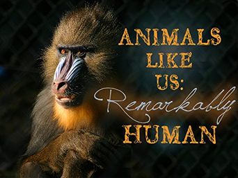  Animals Like Us Poster