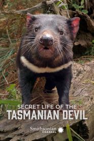 Secret Life of the Tasmanian Devil Poster