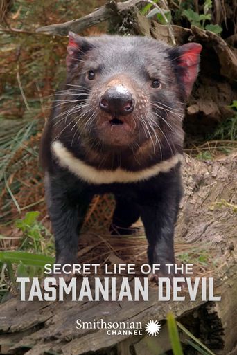 Secret Life of the Tasmanian Devil Poster