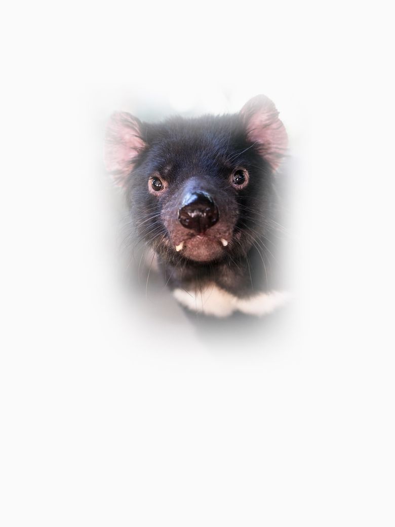 Secret Life of the Tasmanian Devil