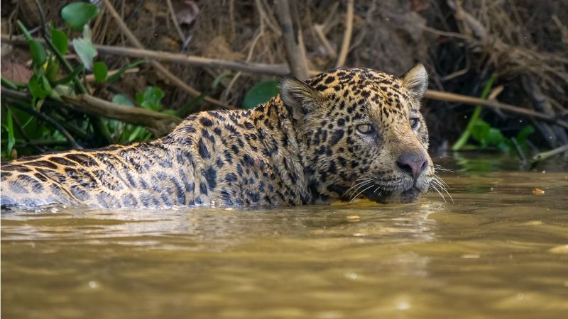 Animals Inactive South America's Weirdest Animals: Where to Watch and Stream Online ...