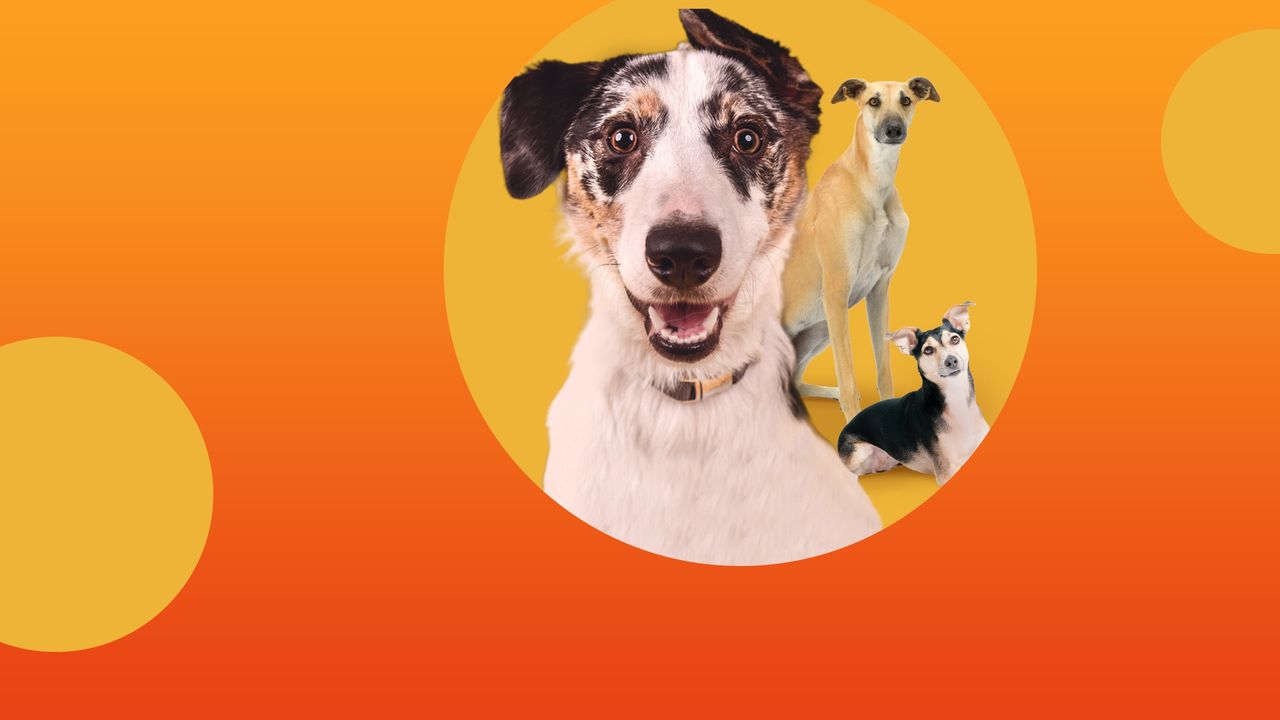The Dog House Australia Where to Watch and Stream Online Reelgood