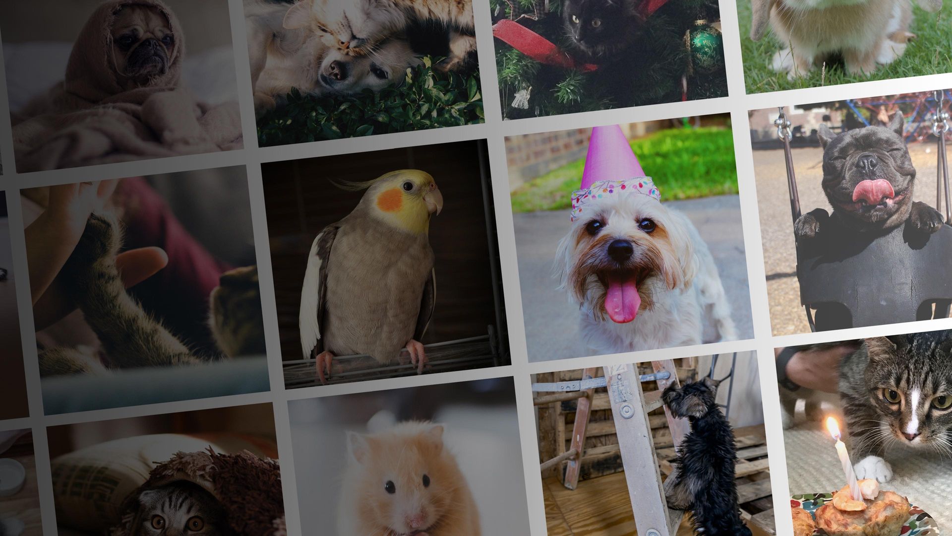 Howie Mandel's Animals Doing Things Backdrop