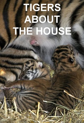  Tigers About the House Poster