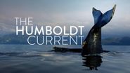 The Humboldt Current Poster
