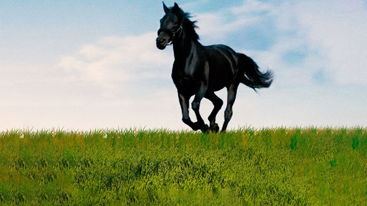 The New Adventures of the Black Stallion: Where to Watch and Stream - Watch The Adventures Of The Black Stallion Online Free